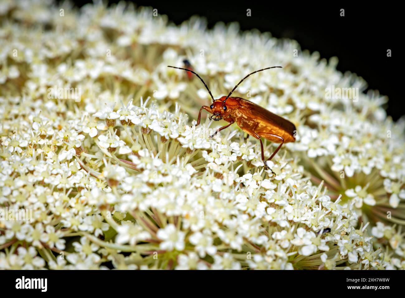 Un comune coleottero rosso da soldato in natura Foto Stock