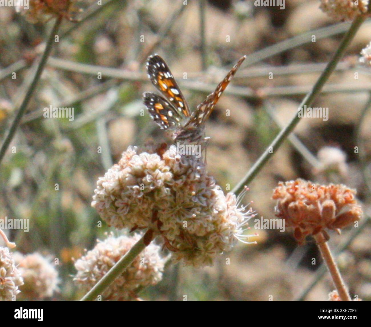 Behr's Metalmark (Apodemia virgulti) Temescal Gateway Park, Santa Monica Mountains National Recreation area, 06037, 06, Stati Uniti Foto Stock