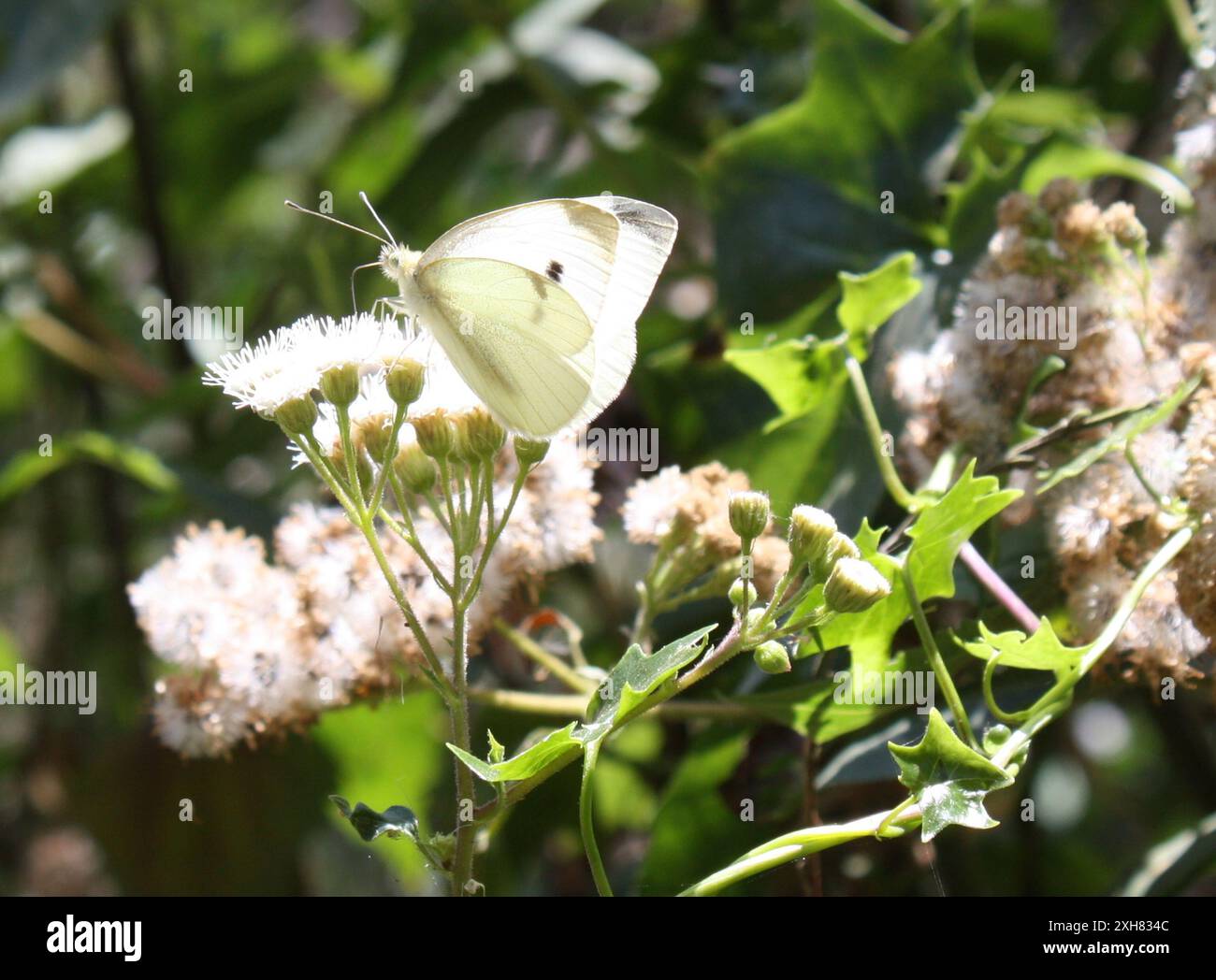 Small White (Pieris rapae) Temescal Gateway Park, Santa Monica Mountains National Recreation area, Los Angeles County, US-CA, US Foto Stock