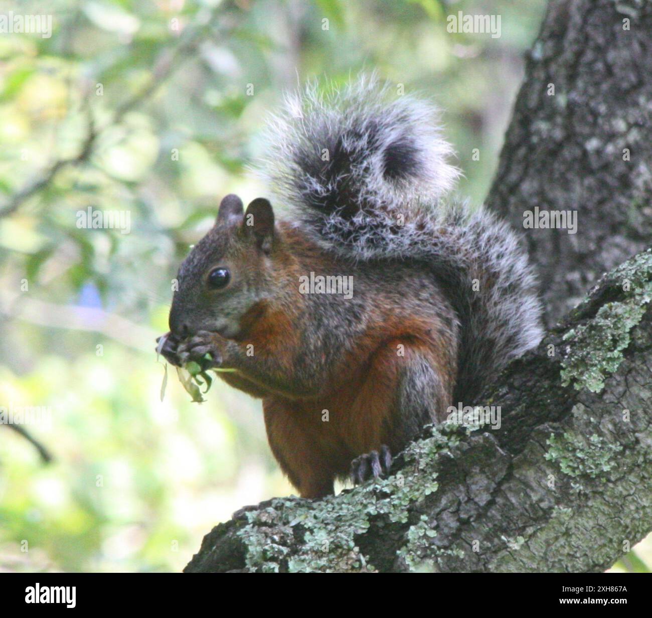 Sciurus aureogaster (Sciurus aureogaster) 19,2923705425 -99,2066759167 Foto Stock