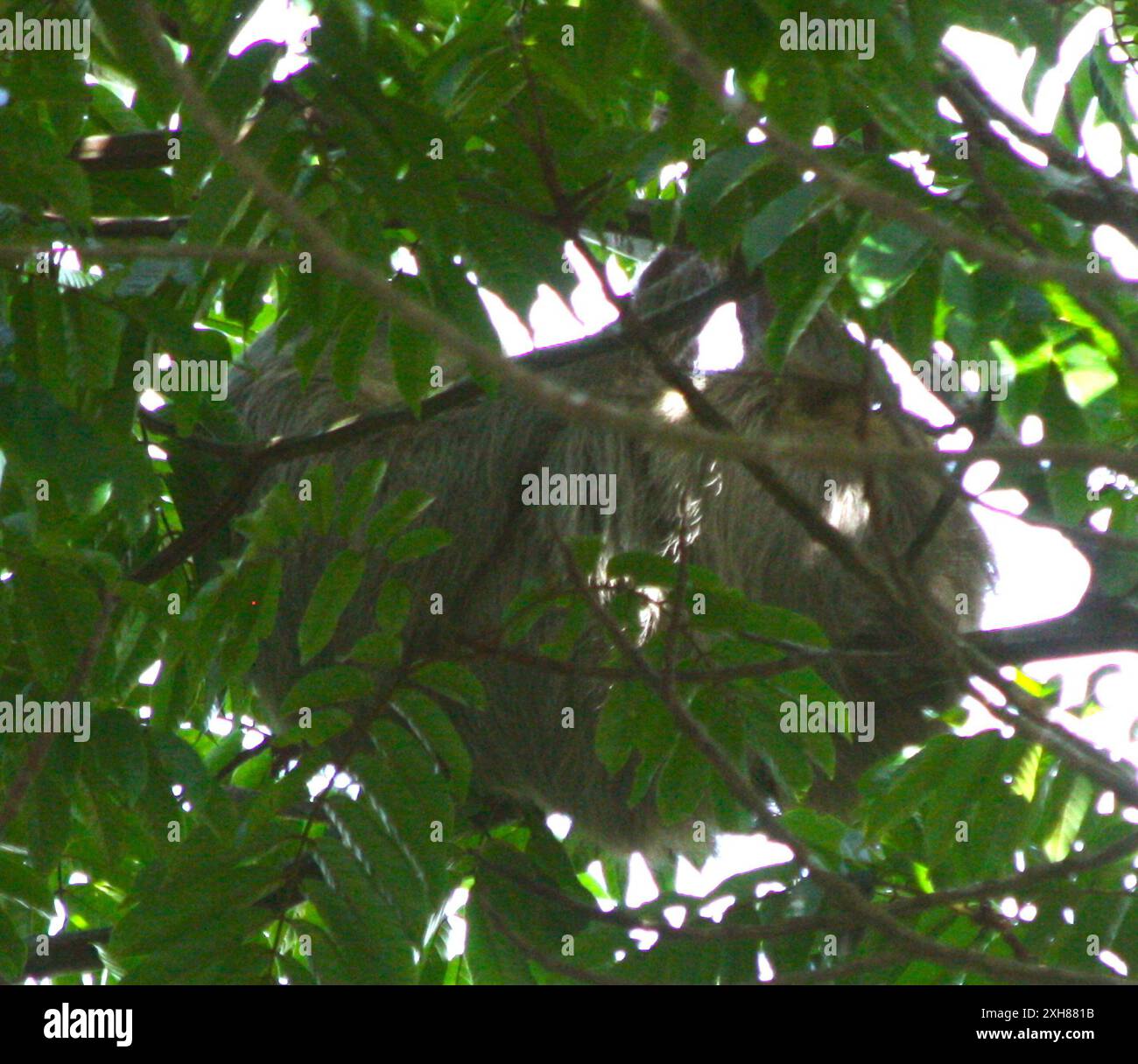 Hoffmann's Two-Toed Sloth (Choloepus hoffmanni) Gamboa Panama Foto Stock