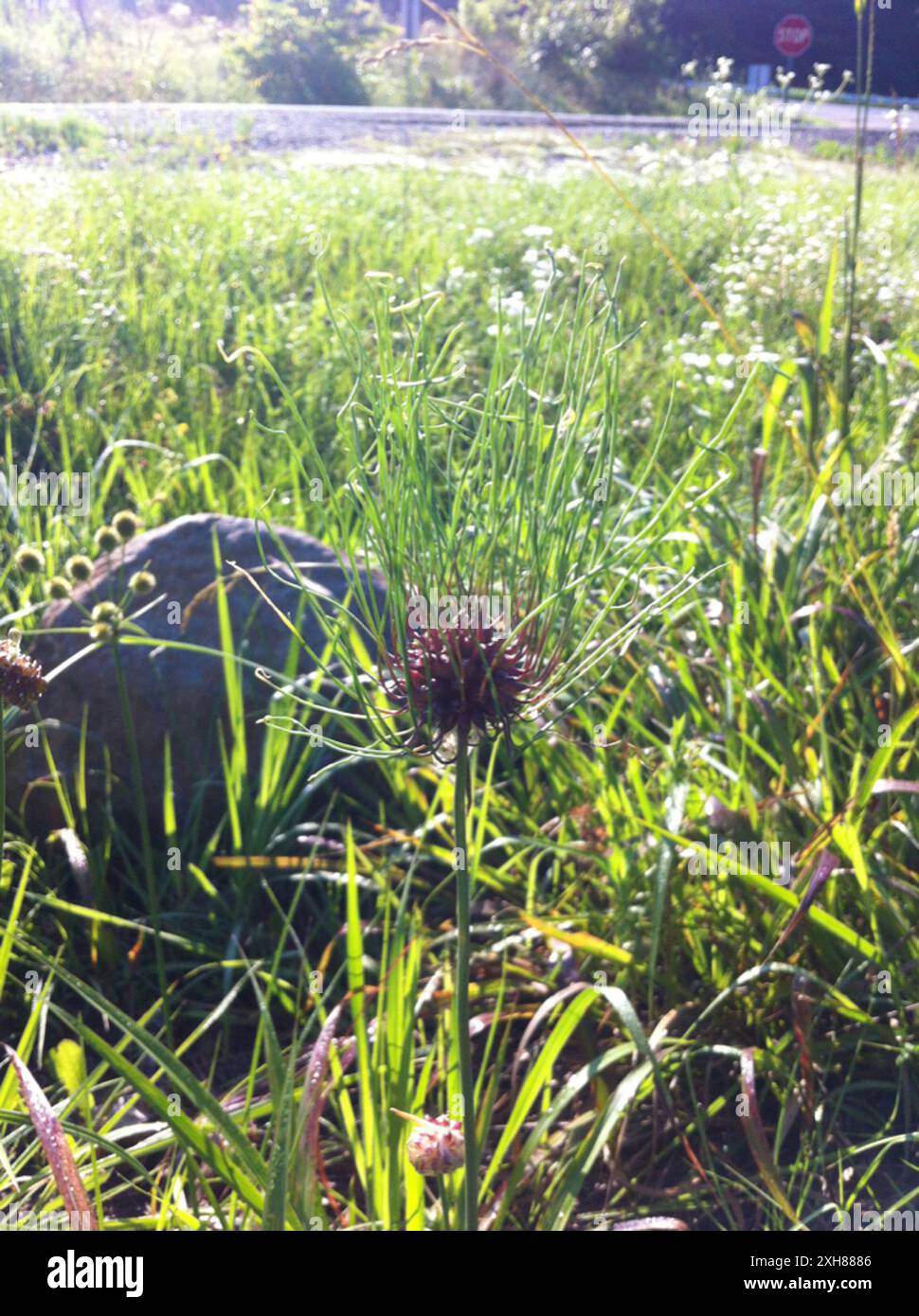 Aglio selvatico (Allium Vignale) 2707 Old Oxford Rd, Durham, North Carolina, Stati Uniti Foto Stock