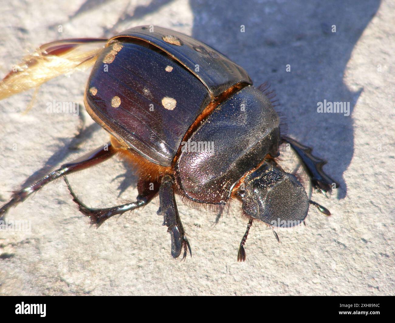 Giant Dung Beetles (Heliocopris) A 2, Kang: Attratto dalle luci della stazione di rifornimento di Kang. Foto Stock