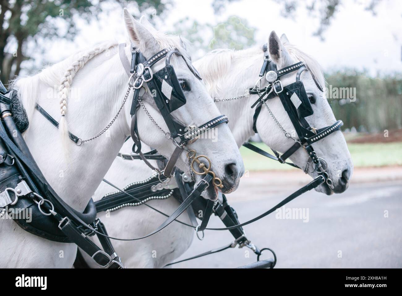 Due maestosi cavalli bianchi con selle nere in attesa di chiudere il cavallo e la carrozza Foto Stock