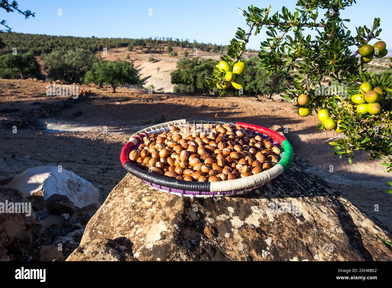 Una taglia di argan, appena raccolte dal fertile paesaggio marocchino. Foto Stock