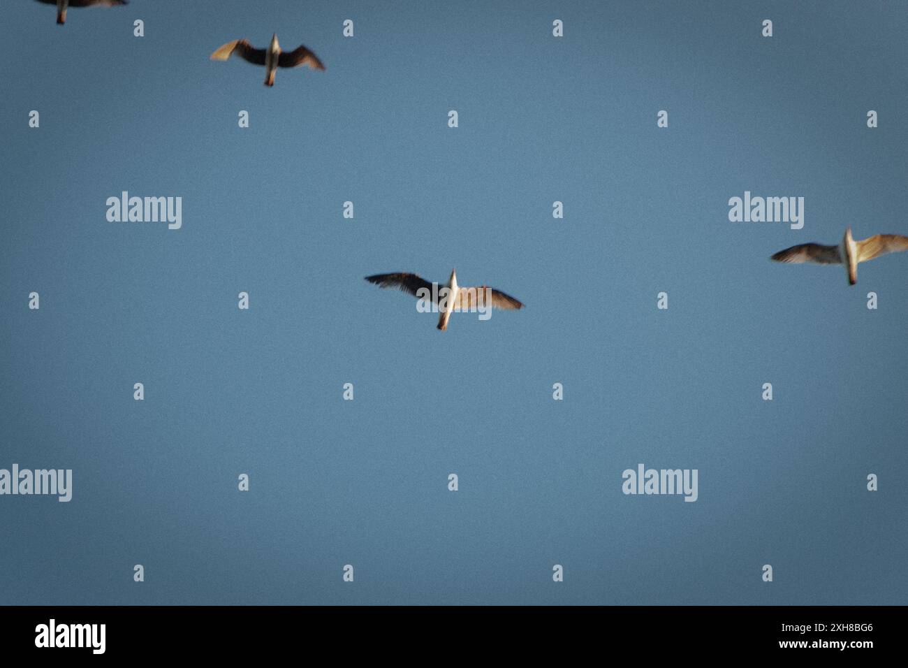 uccelli che volano in cielo limpido Foto Stock