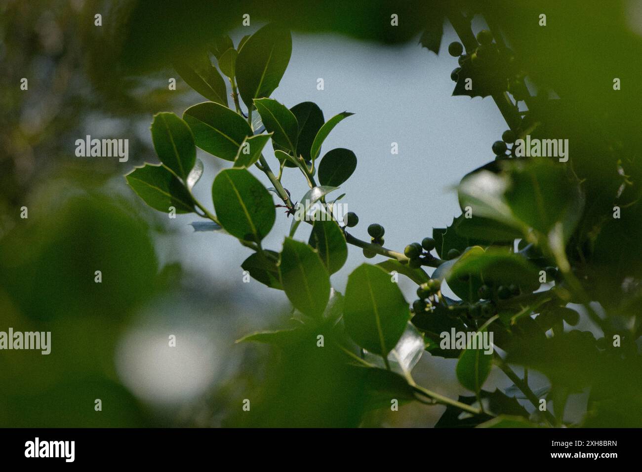 Primo piano di foglie verdi Foto Stock