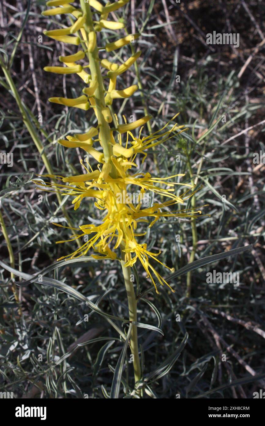 Desert Prince's Plume (Stanleya pinnata) 33.7737252177, -115,7694625854 Foto Stock