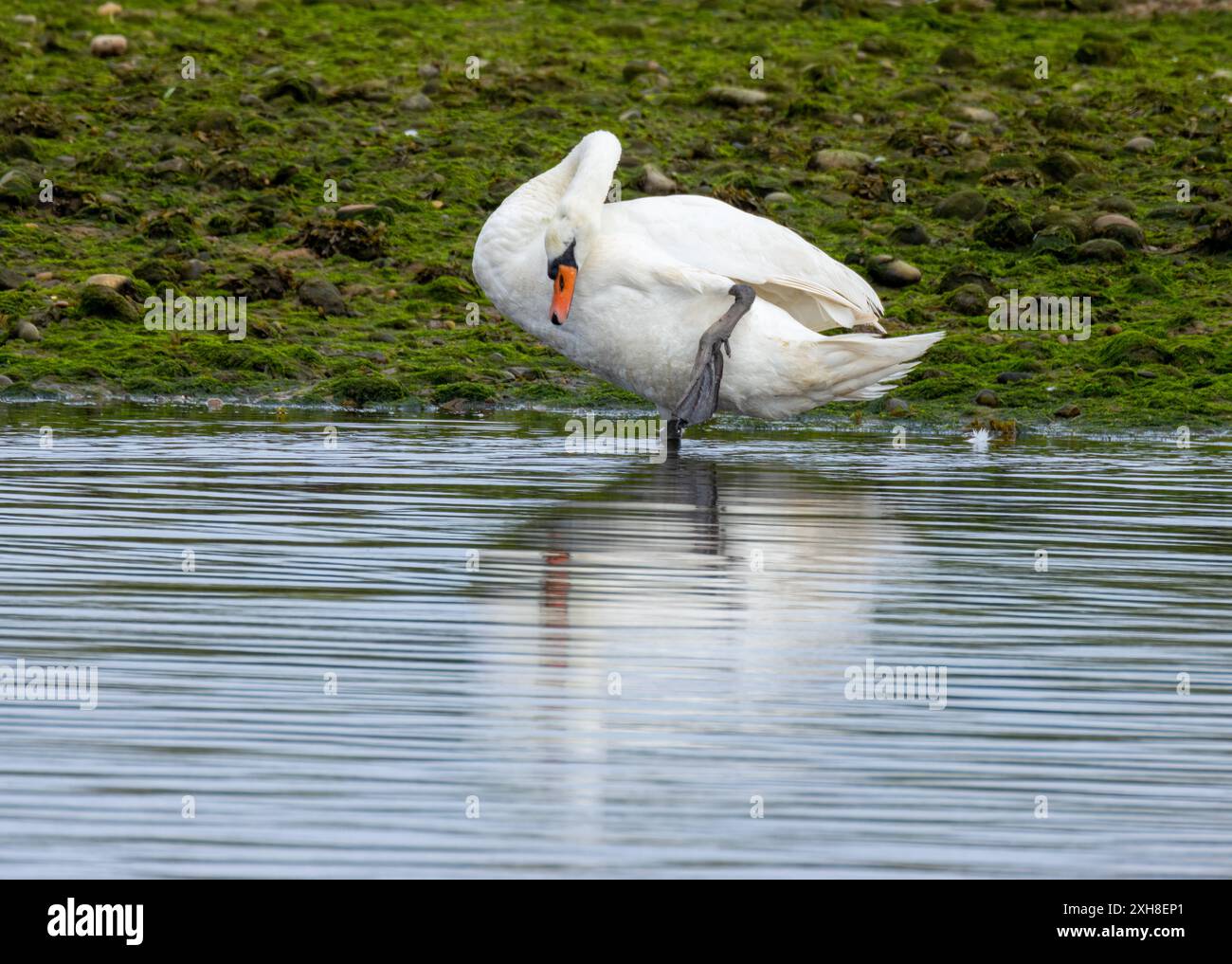 La preparazione del cigno muta è una piuma sul bordo del fiume Foto Stock