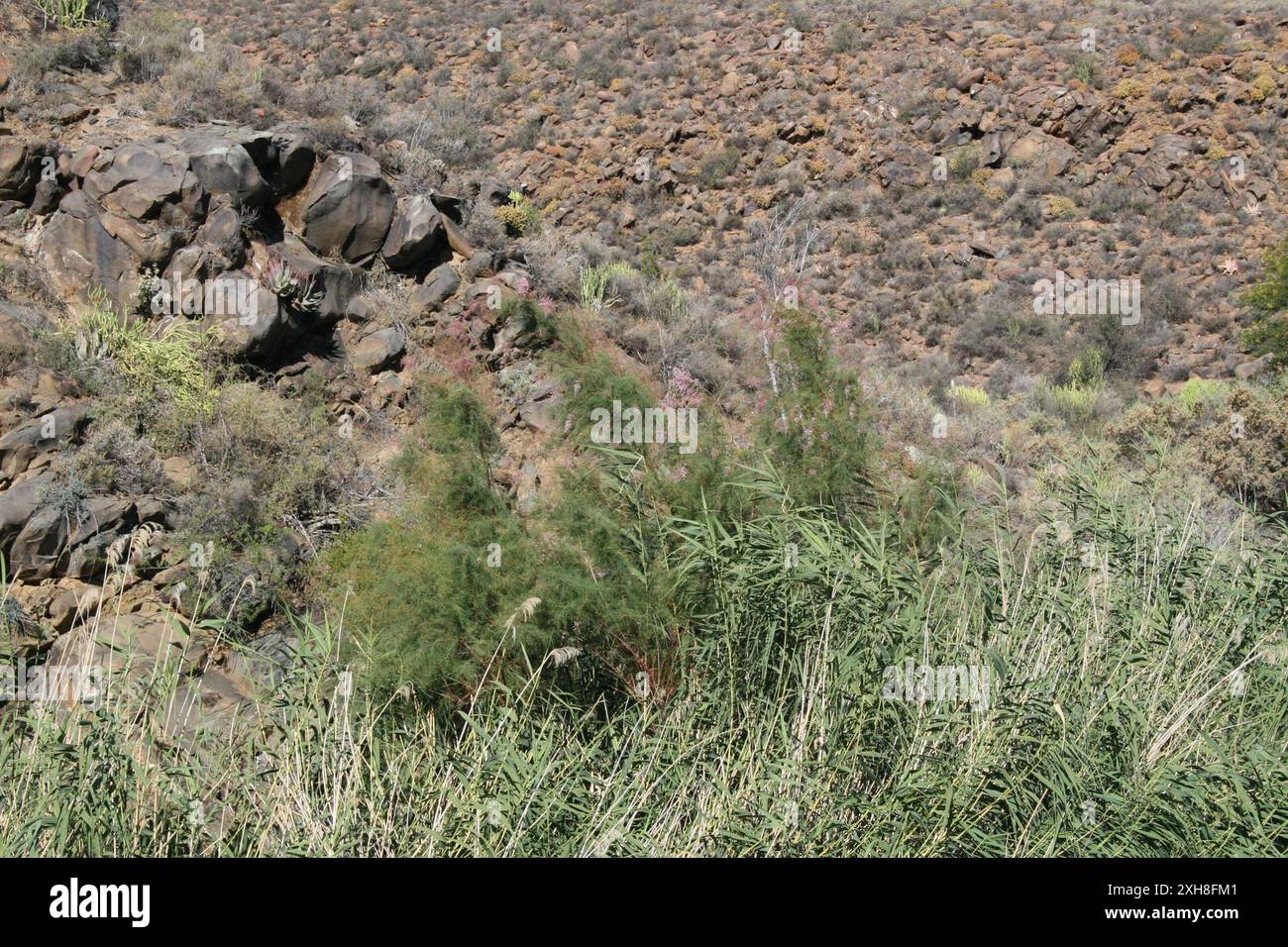 Saltcedro (Tamarix ramosissima) R323, Laingsburg: Zona fluviale su entrambi i lati della strada con tamerico, canne spagnole, ecc.. Lato W. Foto Stock