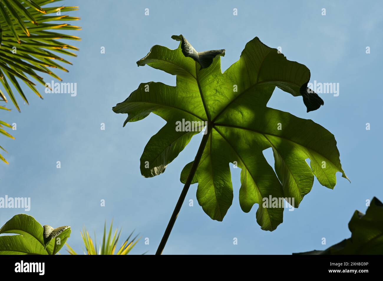 pianta di carta da riso tetrapanax papyrifer Foto Stock