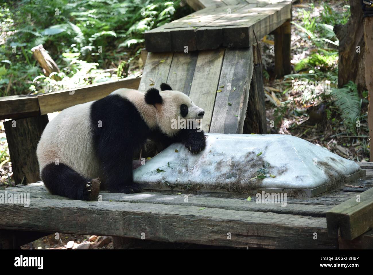 Orso panda che riposa sul cubetto di ghiaccio nella giornata calda, ZOO nel quartiere di Panyu, città di Guangzhou, Cina. Foto Stock