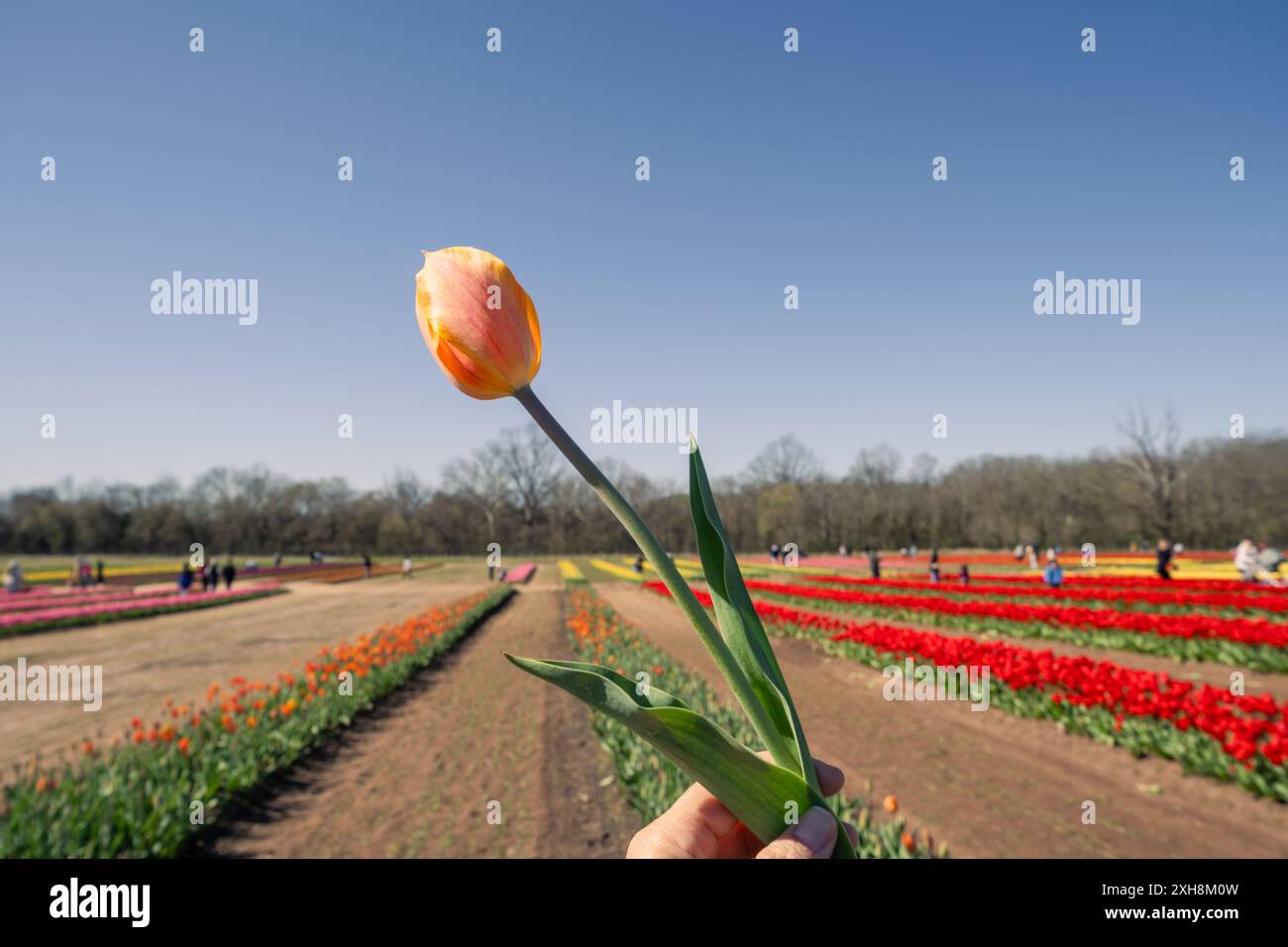 La mano regge un tulipano rosso prelevato da un campo Foto Stock