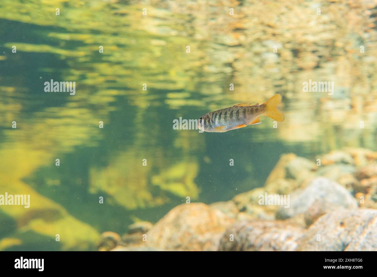 Frittura di salmone di Coho in un torrente poco profondo nella foresta pluviale della Columbia Britannica, Canada. Foto Stock