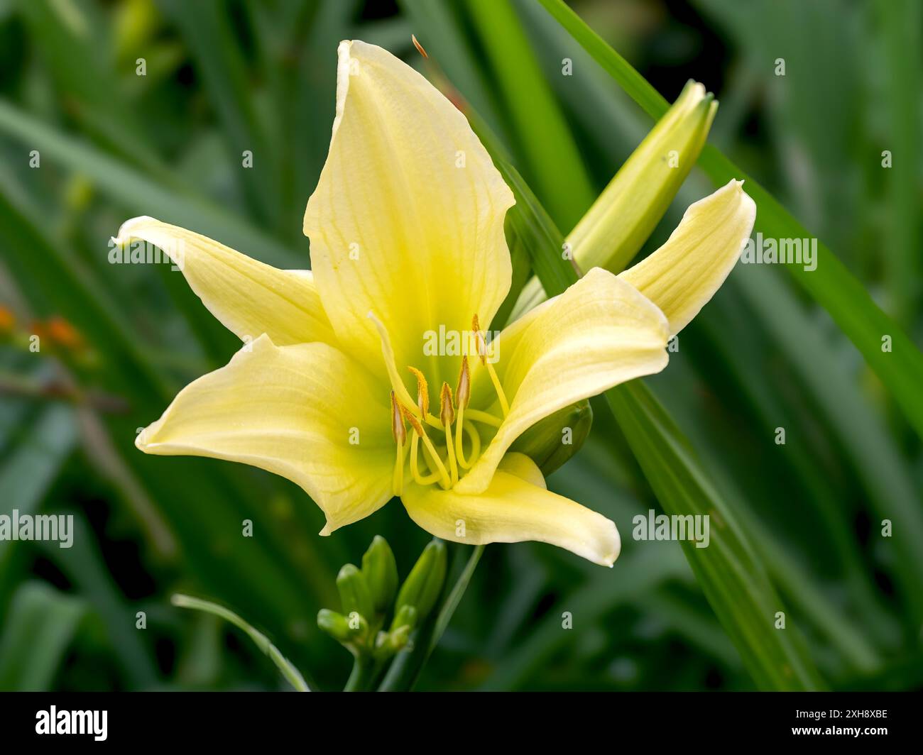 Primo piano di un fiore diurno giallo di Hemerocallis Whichford Foto Stock