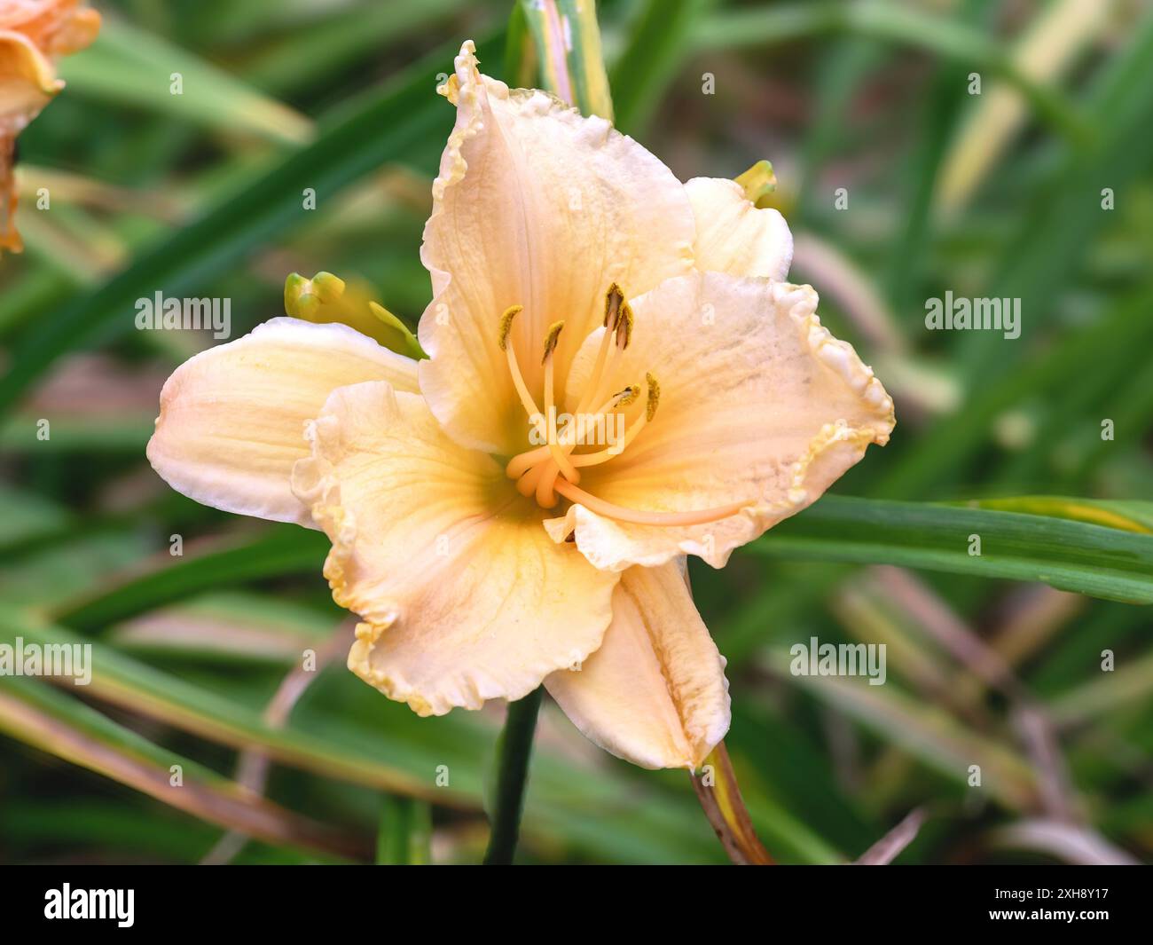 Primo piano di un Hemerocallis di pesca Pretty Miss Daylily Flower Foto Stock