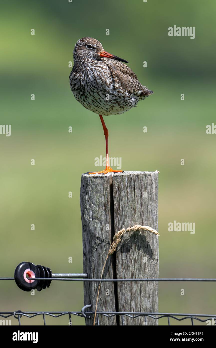 Il tronco rosso comune (Tringa totanus) nell'allevamento del piumaggio appollaiato su una gamba su un palo di recinzione di legno lungo il prato in estate Foto Stock