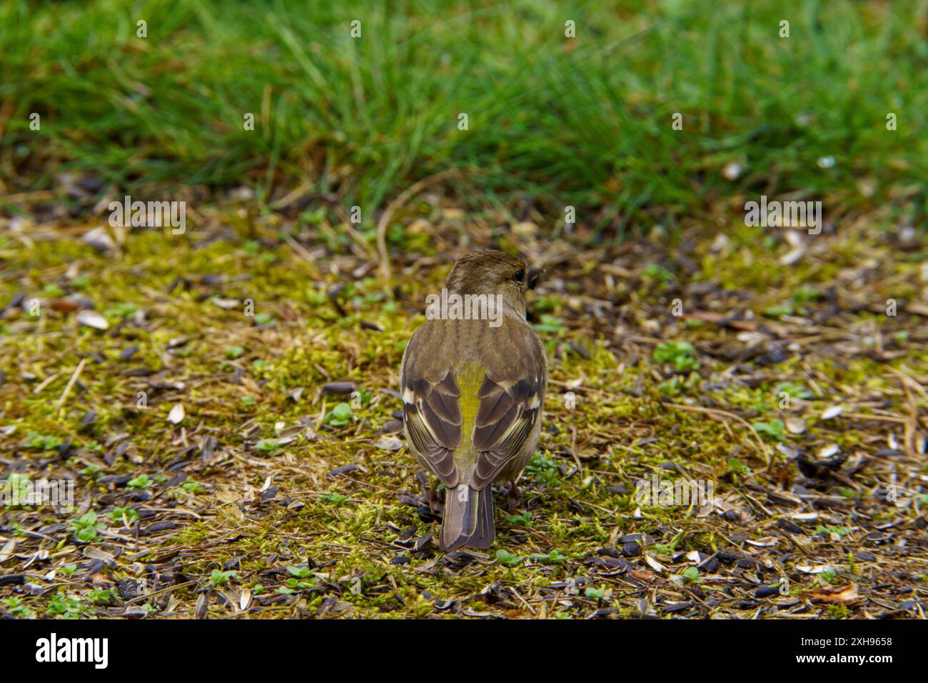 Fringilla coelebs famiglia Fringillidae genere Fringilla comune chaffinch mangiare semi di fiocco in erba, foto di uccelli selvatici, fotografia, wallpa Foto Stock