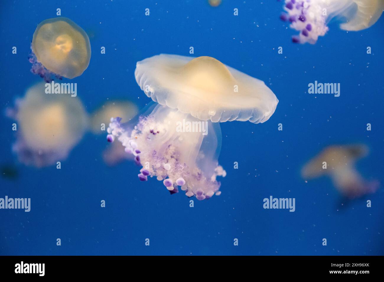 Meduse d'uovo fritte che galleggiano nel Mar Mediterraneo. Foto Stock