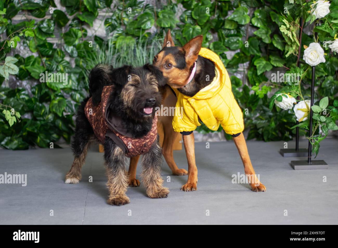 Ci sono due cani in piedi insieme, uno di loro indossa una giacca gialla Foto Stock