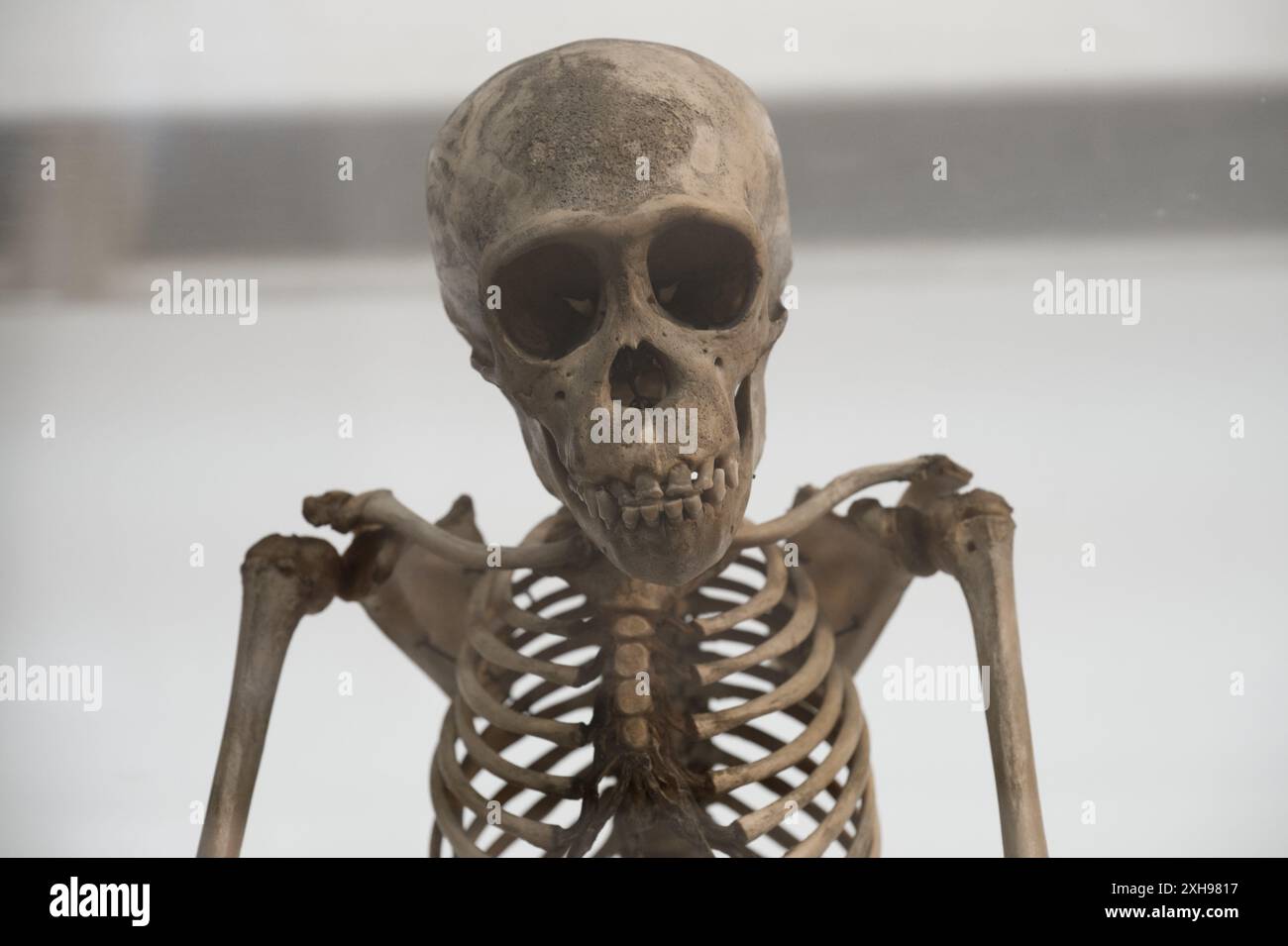 Uno scheletro giovanile di Chimpanzee al Grant Museum of Zoology di Londra Foto Stock