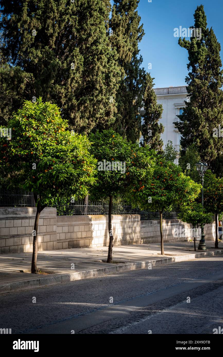 Aranci amari che costeggiano la strada del centro di Atene, in Grecia Foto Stock