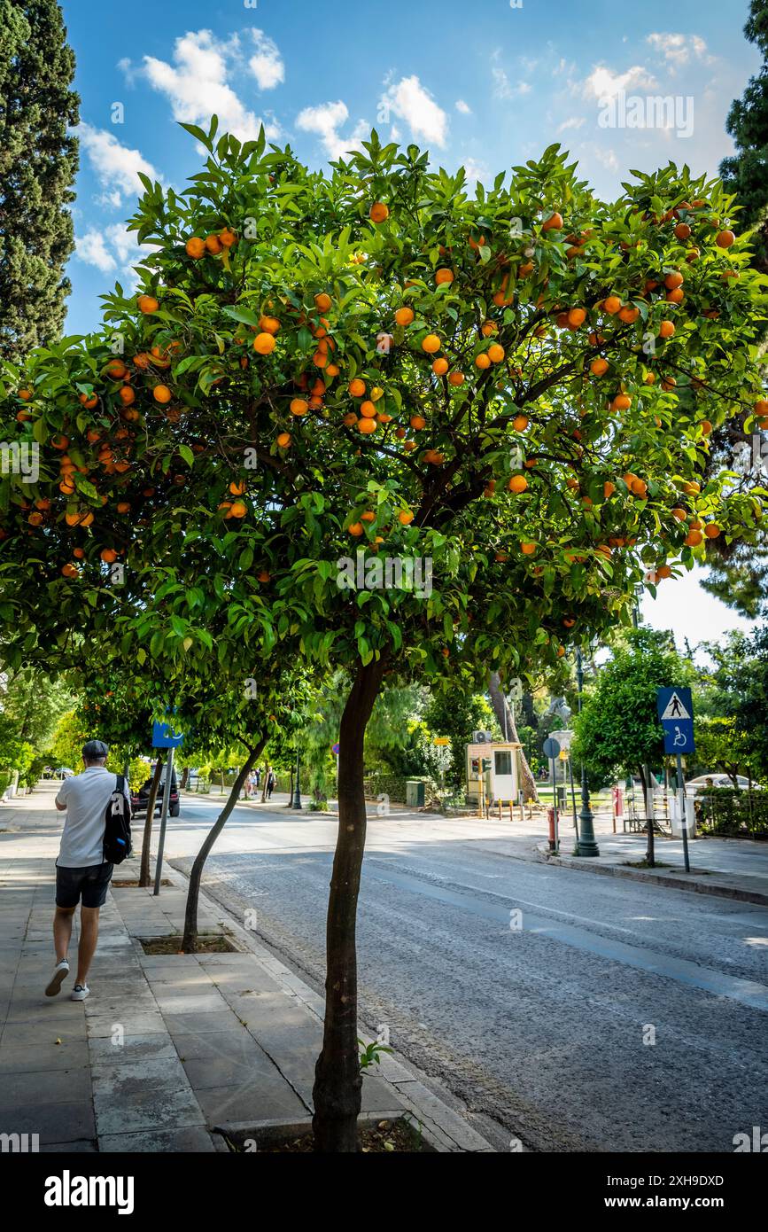 Aranci amari che costeggiano la strada del centro di Atene, in Grecia Foto Stock