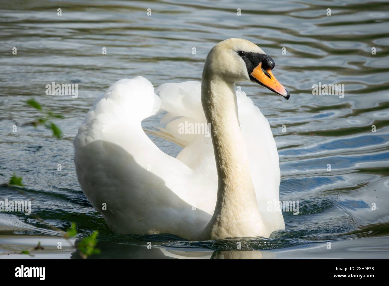 Un cigno bianco nuota graziosamente in un corpo d'acqua, i suoi eleganti movimenti creano increspature sulla superficie. Foto Stock