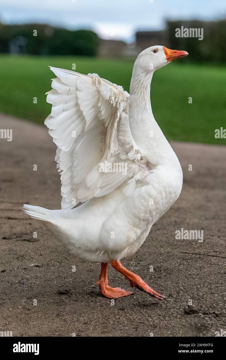 Oche al lago St james a Brackley Foto Stock