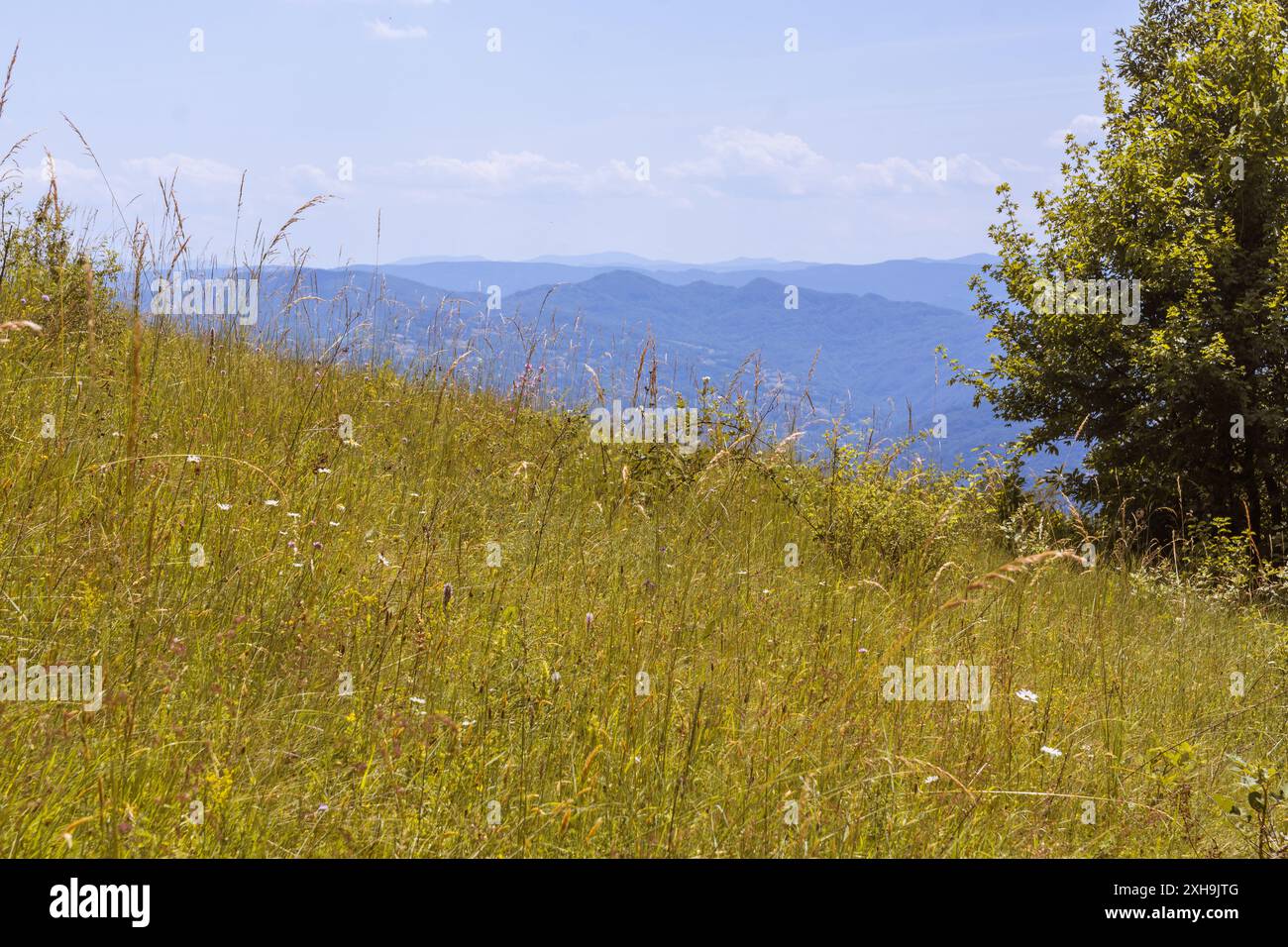 Paesaggio montano estivo, aria pulita e erba selvatica a Gvozdačke Stene, Sebria Foto Stock