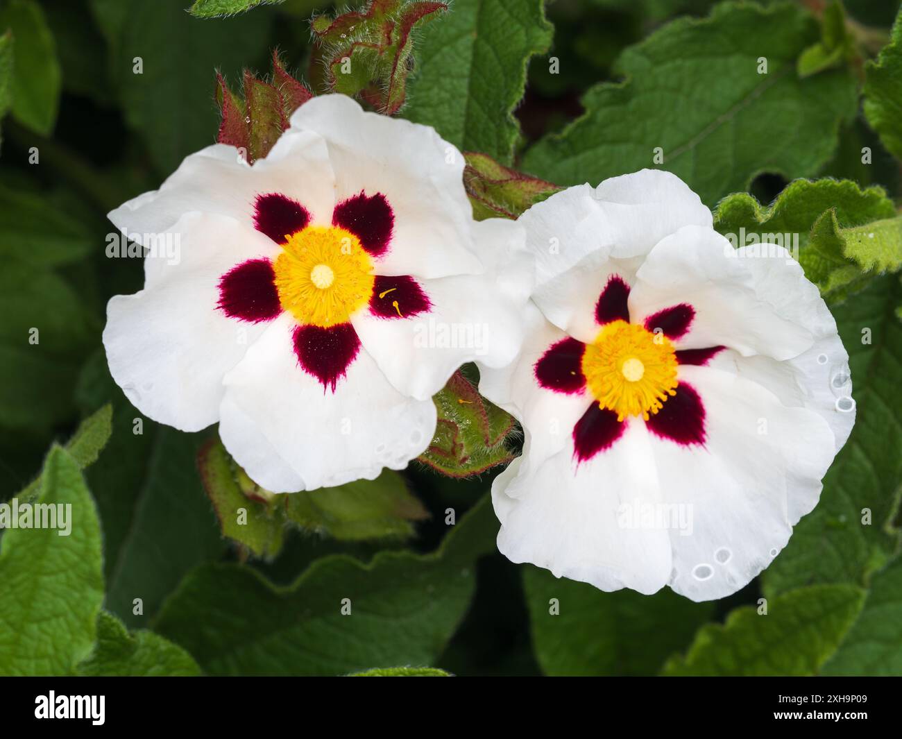 Fiori bianchi di rosa sempreverde, Cistus "Snow Fire" Foto Stock