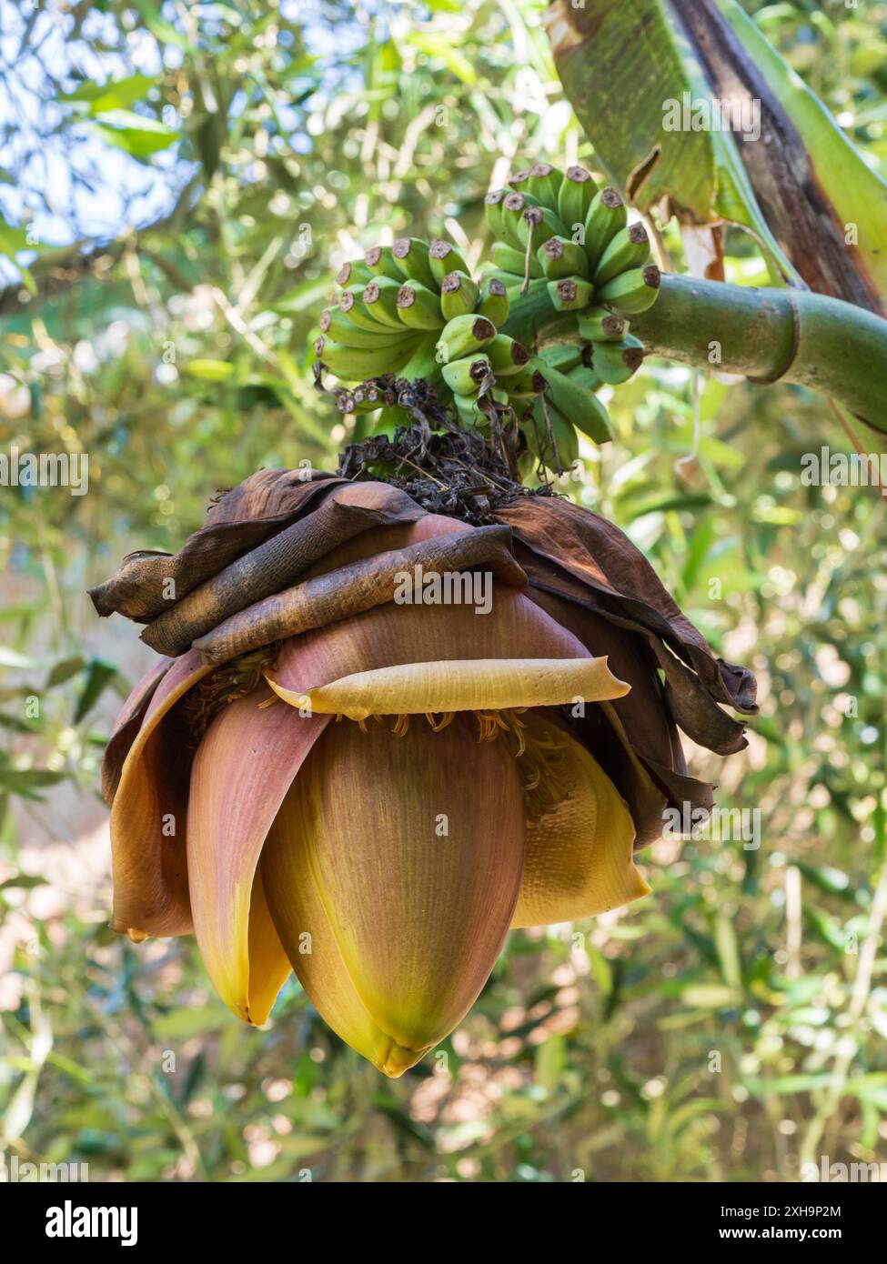 Gambo floreale della robusta banana giapponese con bratti sovrapposti che nascondono i fiori e la frutta che si sviluppano Foto Stock