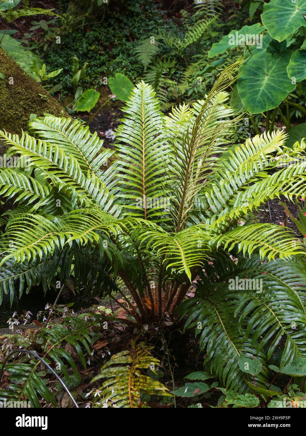 Fronde sterili in similpelle della felce endemica delle Isole Juan Fernandez, Lomariocycas cycadifolia (Blechnum cycadifolium) Foto Stock