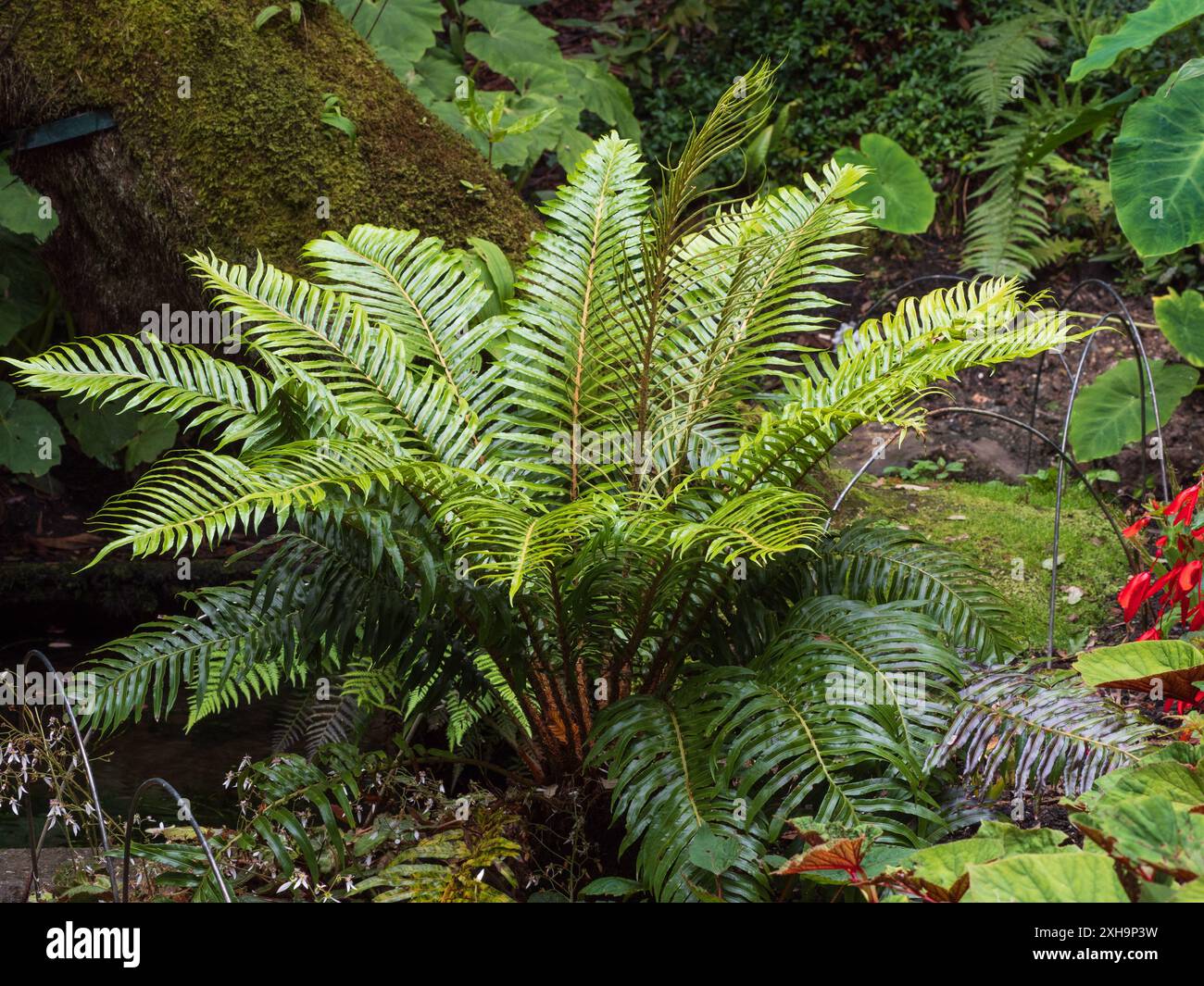 Fronde sterili in similpelle della felce endemica delle Isole Juan Fernandez, Lomariocycas cycadifolia (Blechnum cycadifolium) Foto Stock