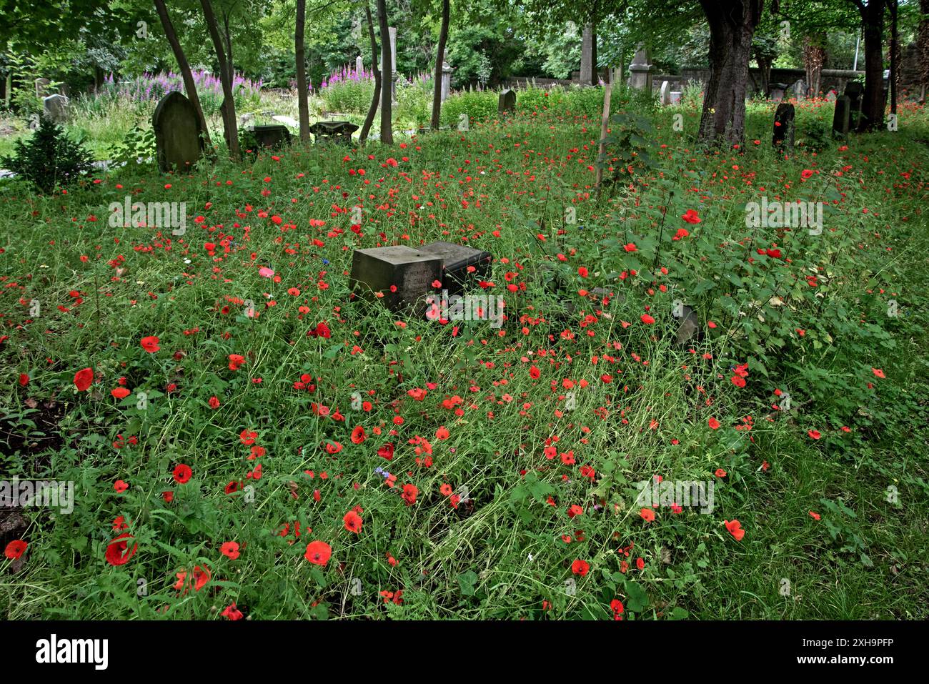 Papaveri rossi che crescono selvaggi per attirare gli impollinatori nel cimitero di Dalry, Edimburgo, Scozia, Regno Unito. Foto Stock