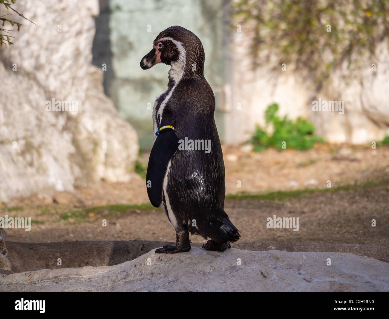 Un pinguino solitario nello zoo di Schönbrunn Foto Stock