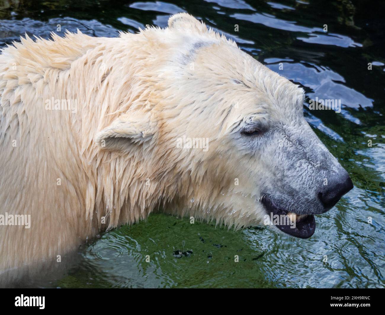 Un orso polare che nuota nella piscina dello zoo di Schönbrunn Foto Stock