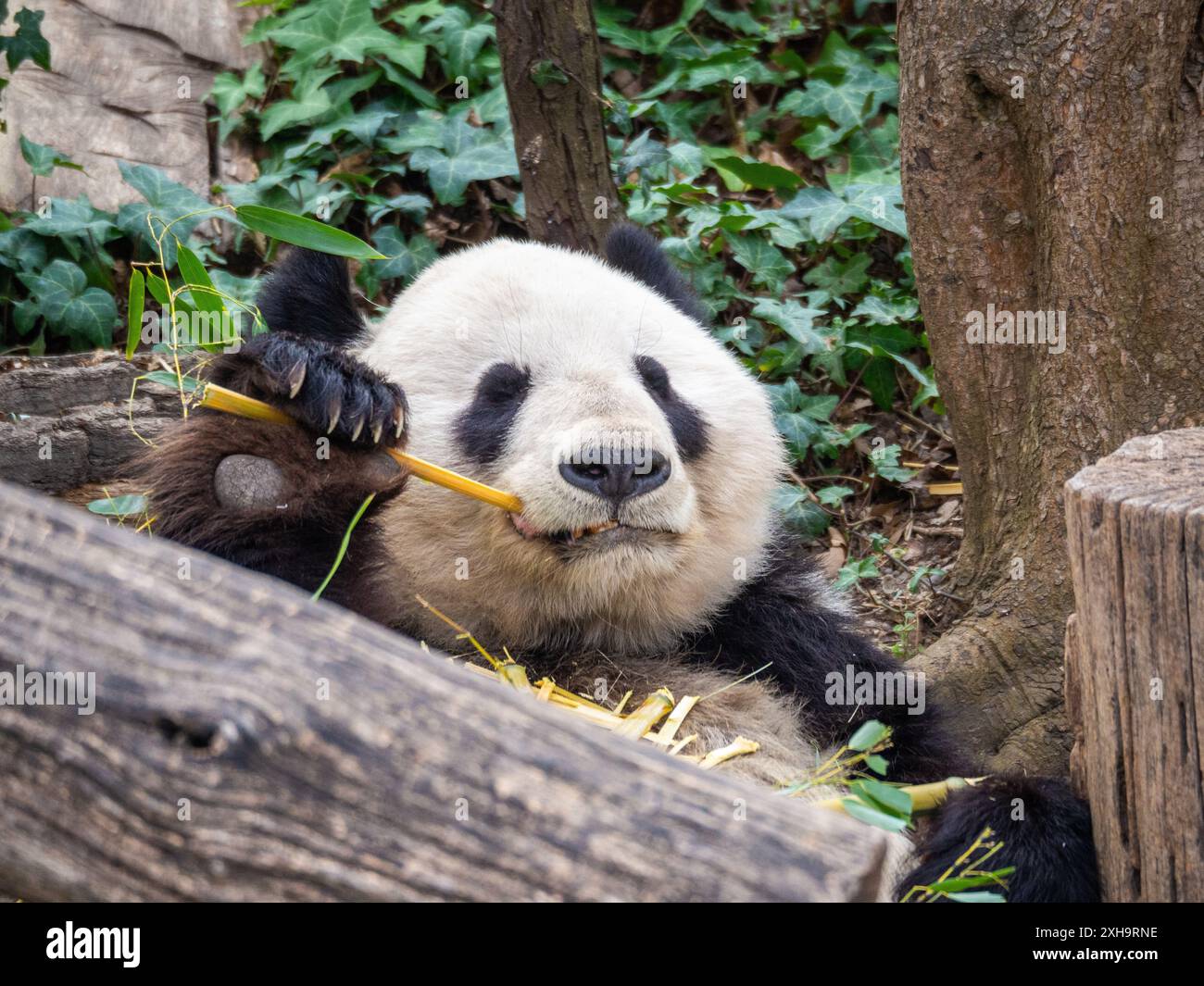 Un panda gigante che mangia bambù nello zoo di Schönbrunn Foto Stock