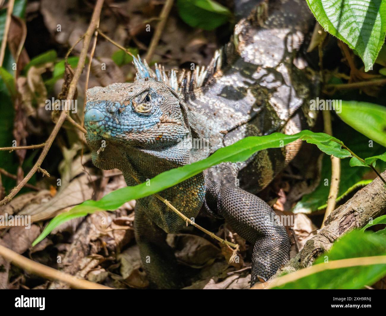 Una lucertola nella vegetazione Foto Stock