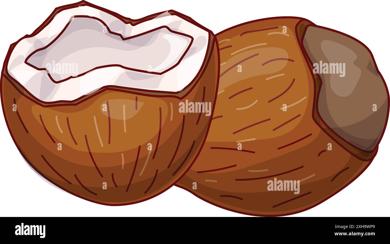 Un cocco intero e una noce di cocco si sono spaccate mostrando la polpa bianca all'interno Illustrazione Vettoriale