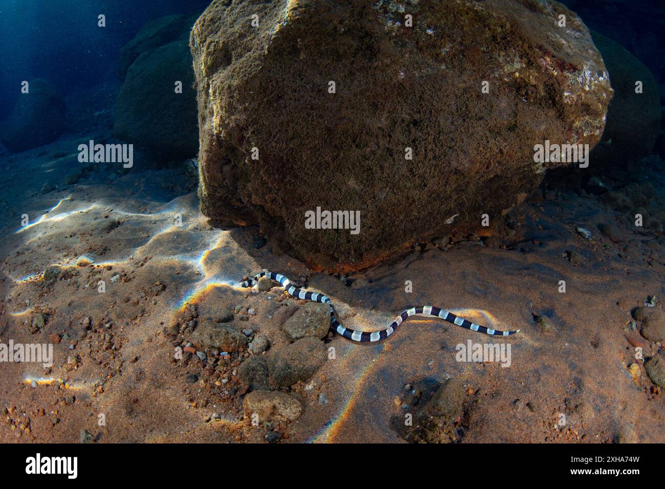Un serpente anguilla, Myrichthys colubrinus, nuota lungo un fondale di roccia e sabbia ad Alor, Indonesia. Questa piccola anguilla imita le scialuppe marine. Foto Stock