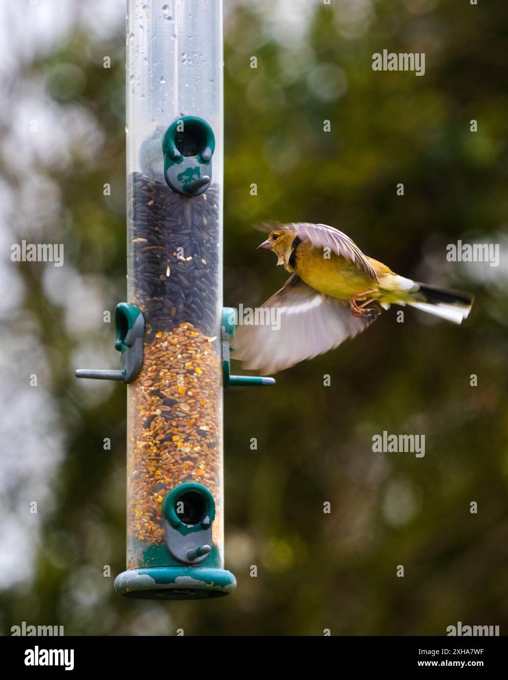 Uccelli da giardino britannici che visitano un alimentatore per uccelli Foto Stock