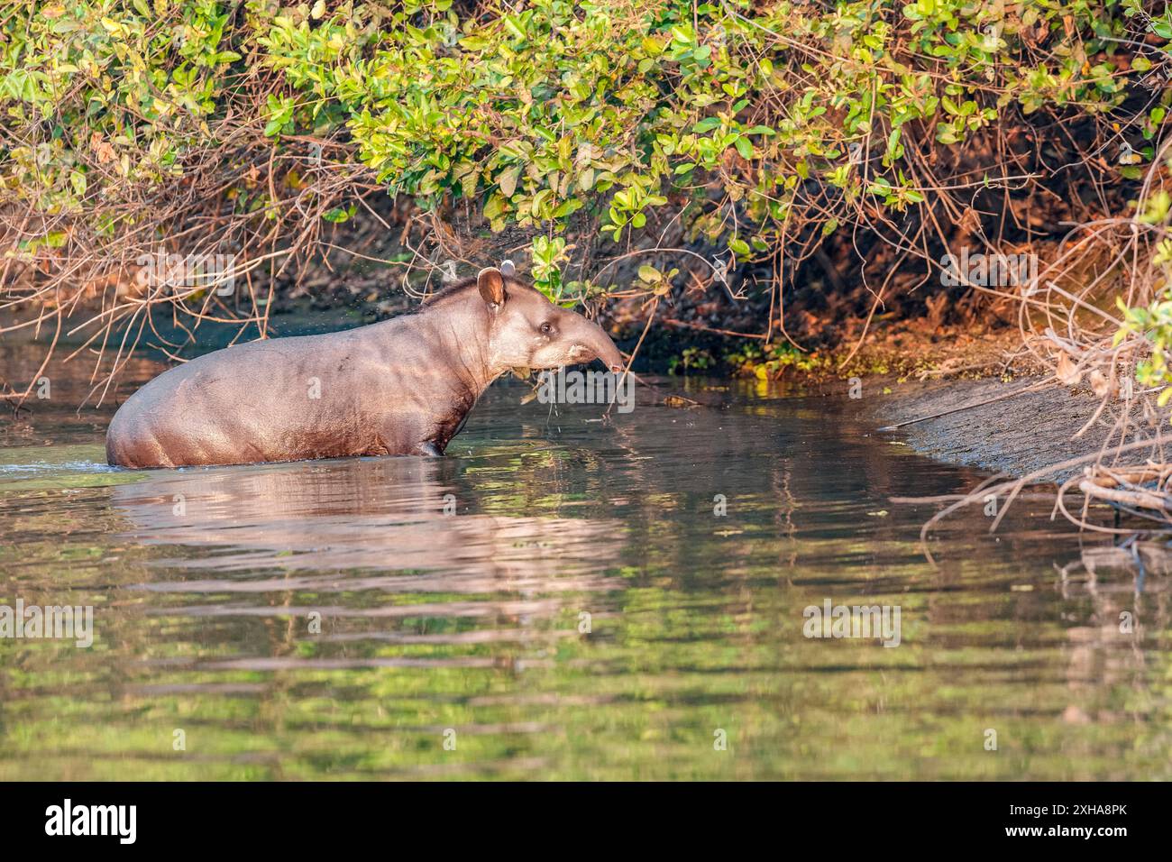 Tapir sudamericano, Tapirus terrestris, aka tapir brasiliano, tapir amazzonico, nuoto, Mato grosso, Brasile, Sud America Foto Stock