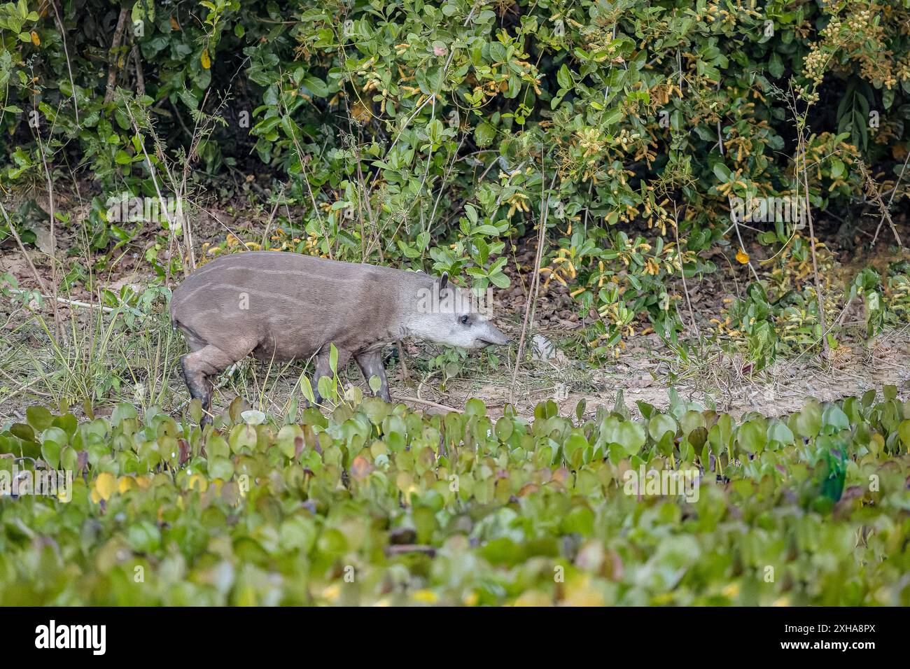 Tapir sudamericano, Tapirus terrestris, aka tapir brasiliano, tapir amazzonico, vitello, Mato grosso, Brasile, Sud America Foto Stock