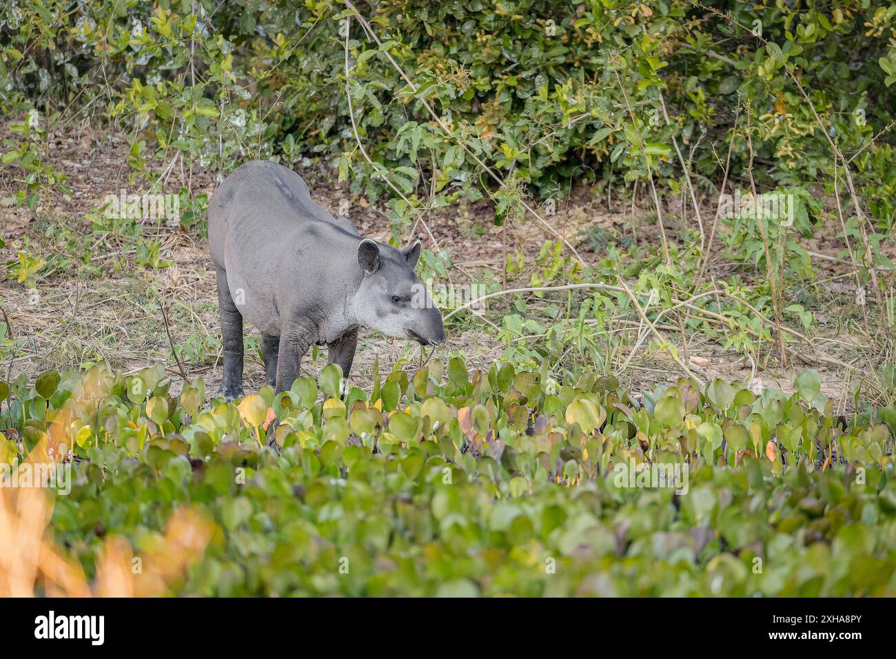 Tapir sudamericano, Tapirus terrestris, aka tapir brasiliano, tapir amazzonico, Mato grosso, Brasile, Sud America Foto Stock