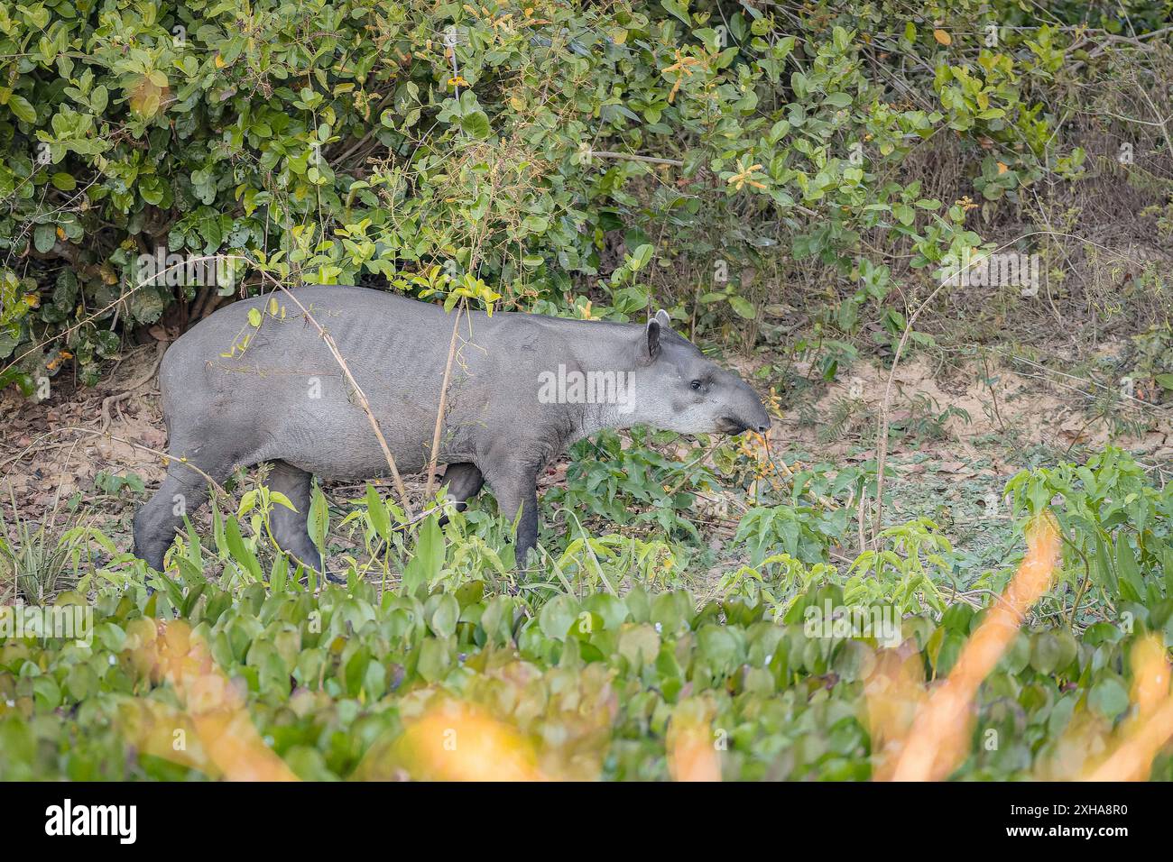Tapir sudamericano, Tapirus terrestris, aka tapir brasiliano, tapir amazzonico, Mato grosso, Brasile, Sud America Foto Stock