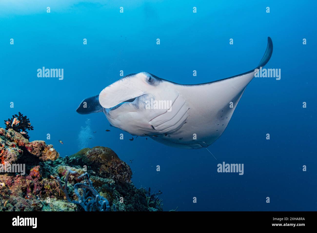 reef manta ray, Mobula alfredi, visita a una stazione di pulizia, Atollo di Baa, Maldive, Oceano Indiano Foto Stock