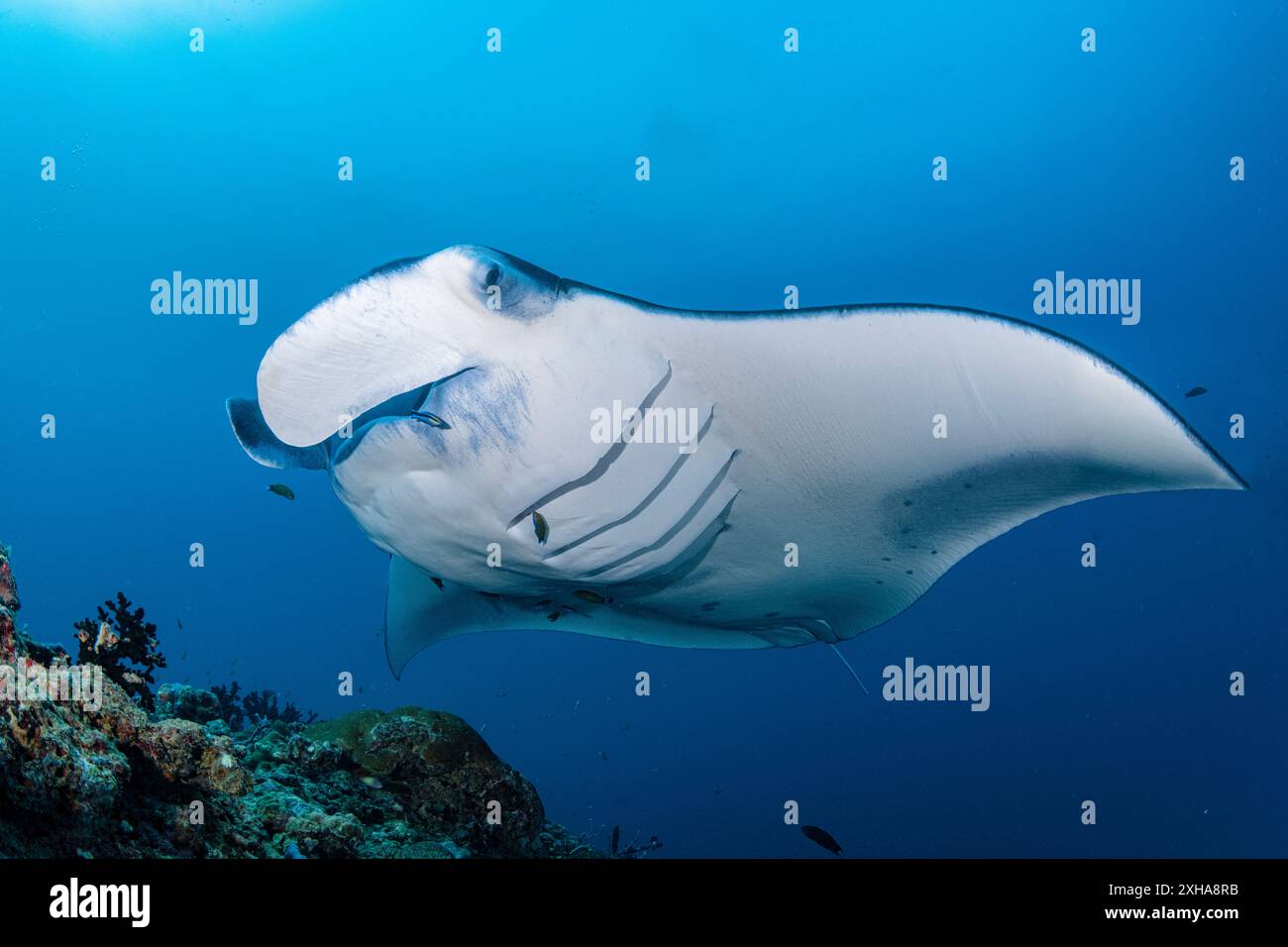 reef manta ray, Mobula alfredi, visita a una stazione di pulizia, Atollo di Baa, Maldive, Oceano Indiano Foto Stock