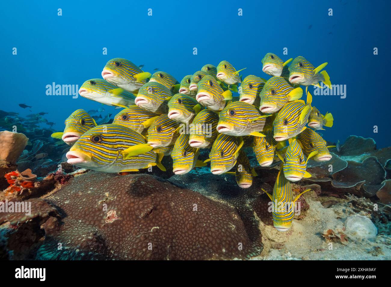 Dolcificanti a coste, Plectorhinchus polytaenia, detti anche dolcificanti a nastro giallo, scolarizzazione, Raja Ampat, Papua Occidentale, Indonesia, Oceano Indo-Pacifico Foto Stock