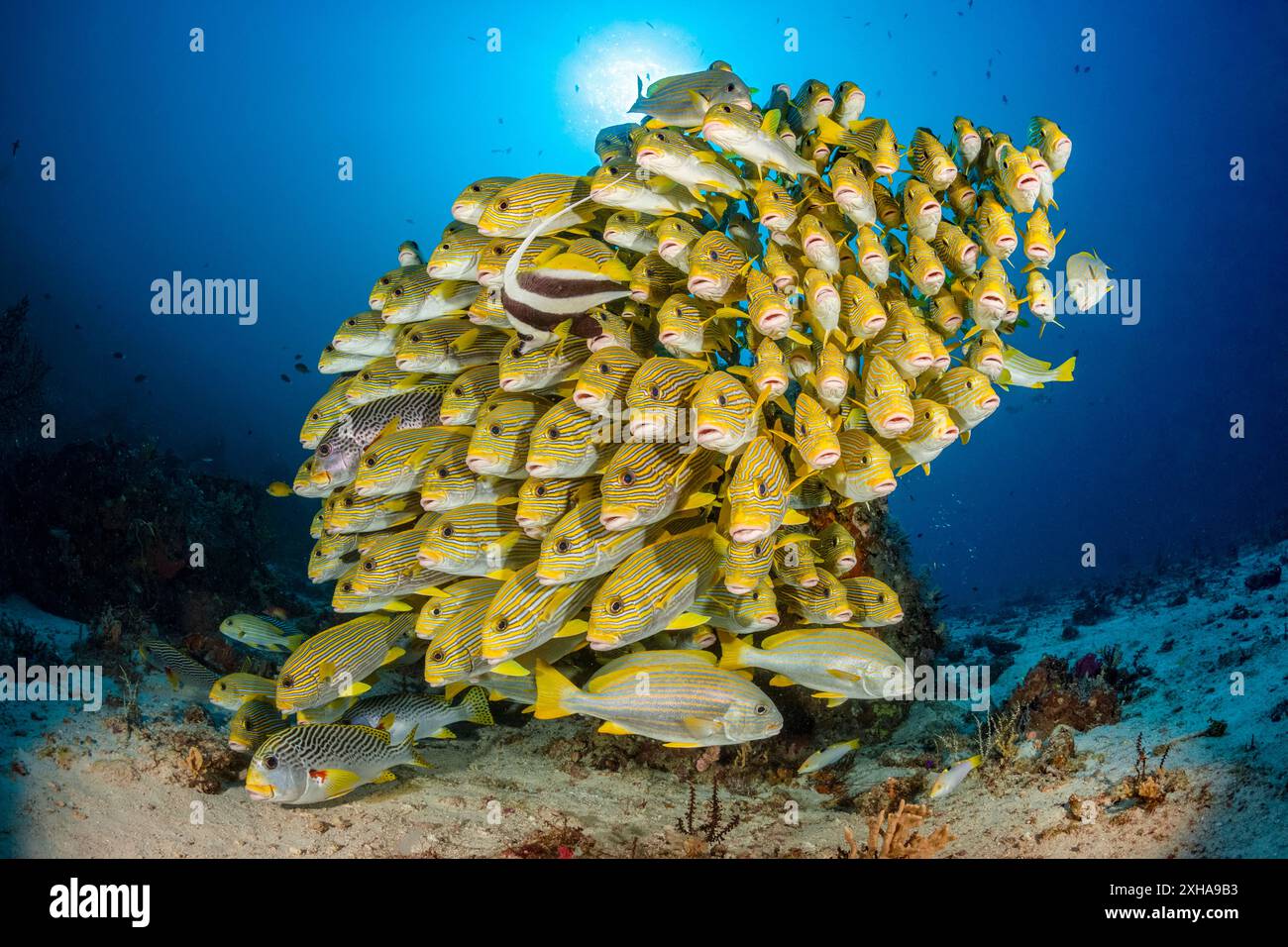 Dolcificanti a coste, Plectorhinchus polytaenia, detti anche dolcificanti a nastro giallo, e dolcificanti a banda gialla, Plectorhinchus lineatus, alias sw a banda obliqua Foto Stock